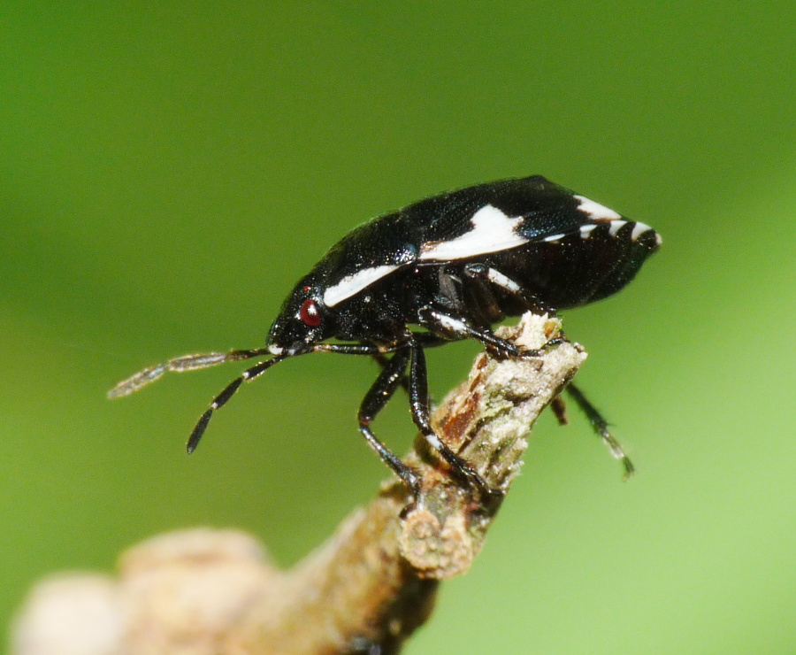 Cydnidae: Tritomegas sexmaculatus di Livorno